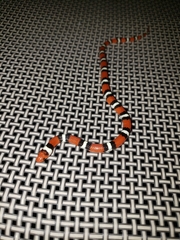 Lampropeltis elapsoides