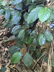 Ochanostachys amentacea