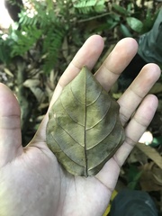 Ochanostachys amentacea