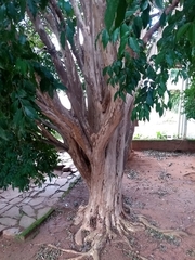 Plinia cauliflora