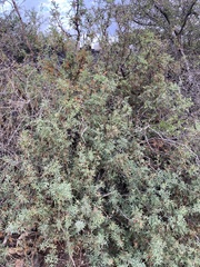 Berberis haematocarpa