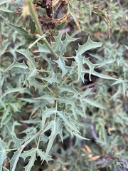 Berberis haematocarpa