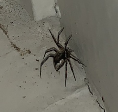 Euryopis funebris