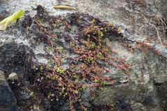 Crassula moschata