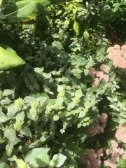 Pycnanthemum muticum