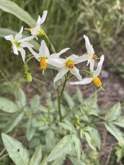 Solanum jamesii