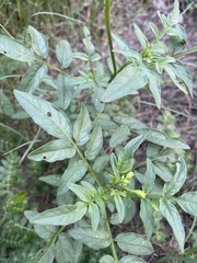 Solanum jamesii