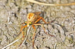 Diogmites angustipennis
