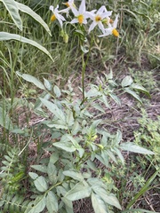 Solanum jamesii