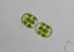 Cosmarium pseudoconnatum