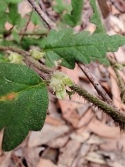 Xanthosia pilosa