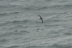 Procellariidae