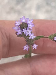 Verbena