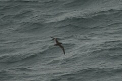 Procellariidae