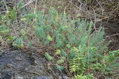 Linum monogynum monogynum