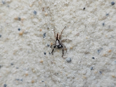 Menemerus bivittatus