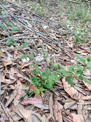 Xanthosia pilosa