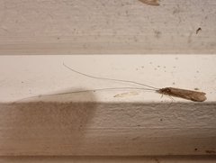 Triplectidinae