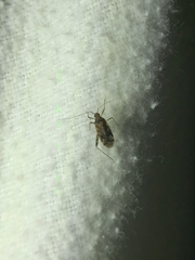 Phytocoris