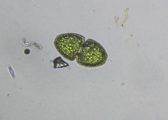Cosmarium ovale