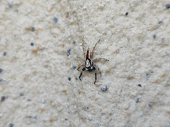 Menemerus bivittatus