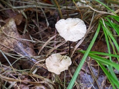 Marasmius delectans
