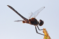 Macrodiplax balteata
