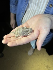 Phrynosoma platyrhinos