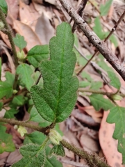 Xanthosia pilosa