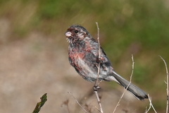Carpodacus sibiricus