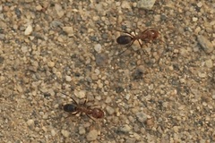 Dorymyrmex bicolor