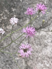 Palafoxia