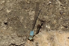 Argia apicalis