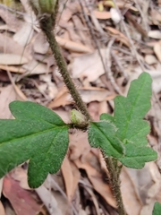 Xanthosia pilosa