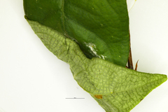 Peribona venosa