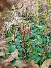 Chiloglottis trapeziformis