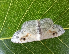 Scopula indicataria