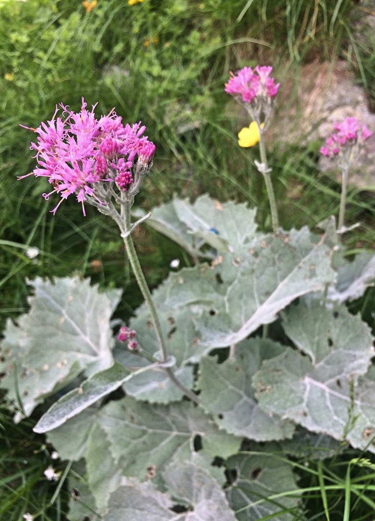 Adenostyles leucophylla