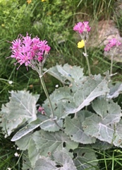 Adenostyles leucophylla