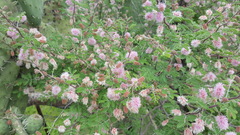 Mimosa monancistra