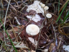 Marasmius delectans