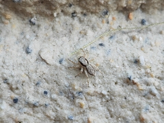 Menemerus bivittatus