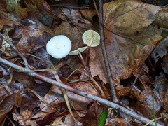 Marasmius delectans