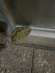 Incilius alvarius