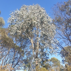 Eucalyptus polyanthemos