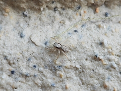 Menemerus bivittatus