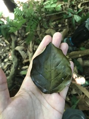 Ochanostachys amentacea