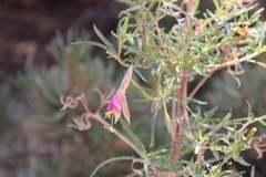 Oenothera