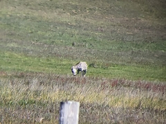 Equus quagga