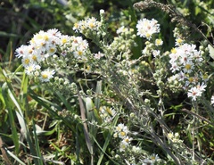 Symphyotrichum falcatum